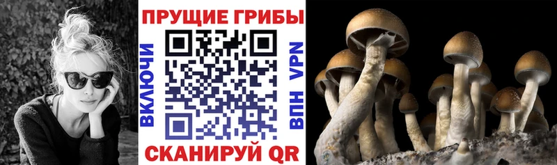 Галлюциногенные грибы мицелий даркнет сайт мега зеркало Энгельс